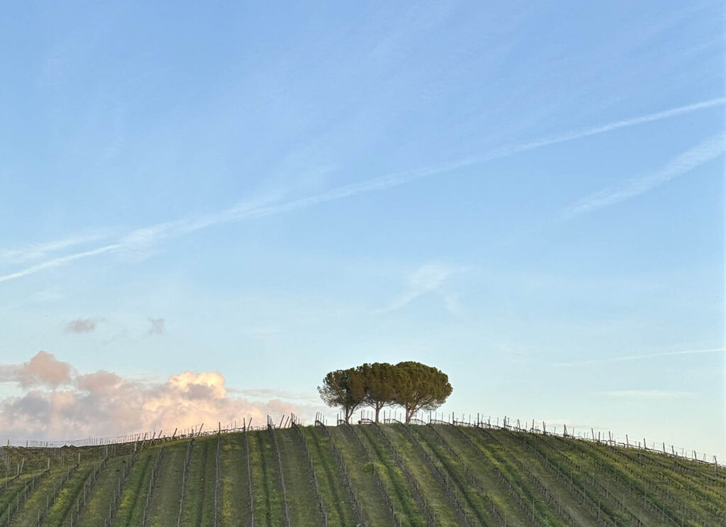 Vista dalla cantina quinta do quetzal