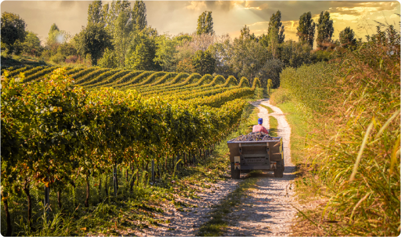 Risorsa 11wt_galleria_casaprimavera