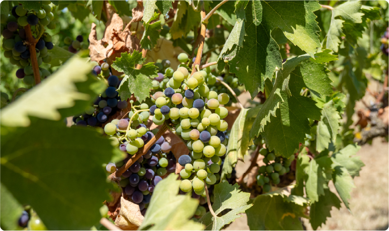 Risorsa 1wt_galleria_bastinaelli